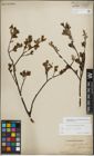 Foto von Salix myrsinifolia Salisb. x Salix phylicifolia L.